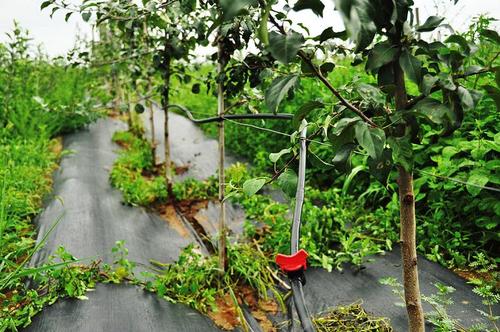 蘋(píng)果園水肥一體化技術(shù)有哪些要點(diǎn)？